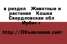  в раздел : Животные и растения » Кошки . Свердловская обл.,Ирбит г.